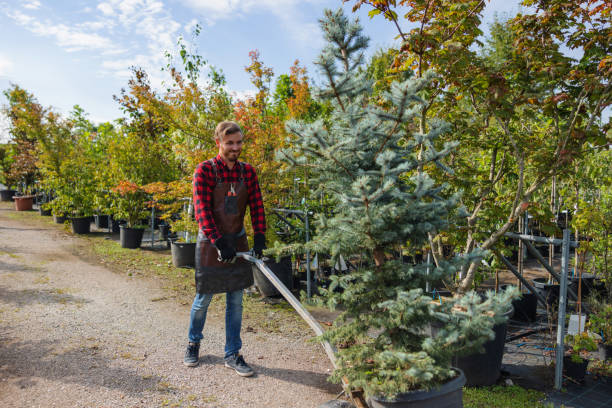 Mulching Services in Las Lomas, TX